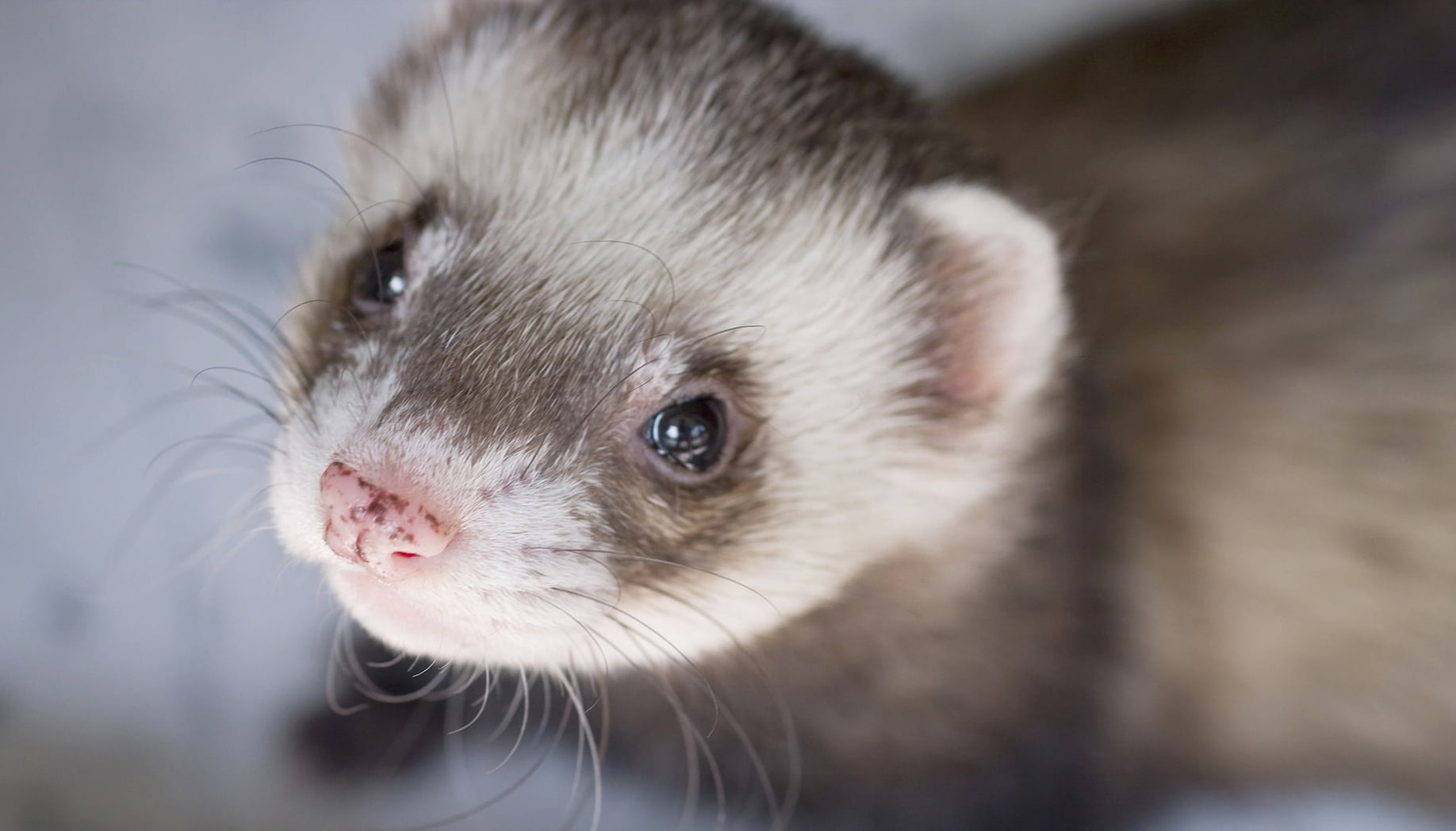 You'll Be Amazed at How This Ferret Found a Job